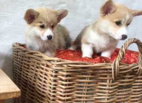 Úžasná 12 týdnů welsh Corgi Pembroke štěňata k dispozici ....