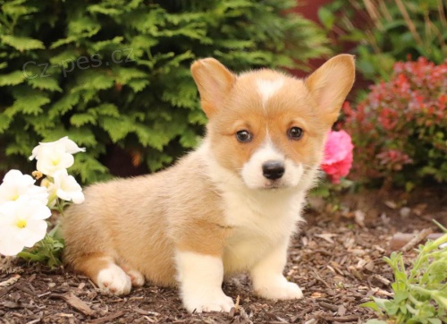 Velština Corgi (Pembroke)