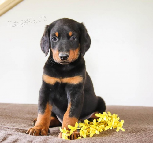 Doberman Pinscher