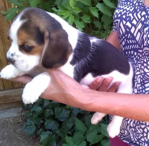 Sladká samci a samice štěňata Beagle pro přijetí