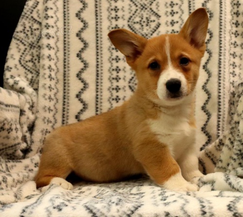 Velština Corgi (Pembroke)