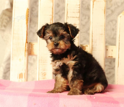 štěňata yorkšírského teriéra pro adopci zdarma