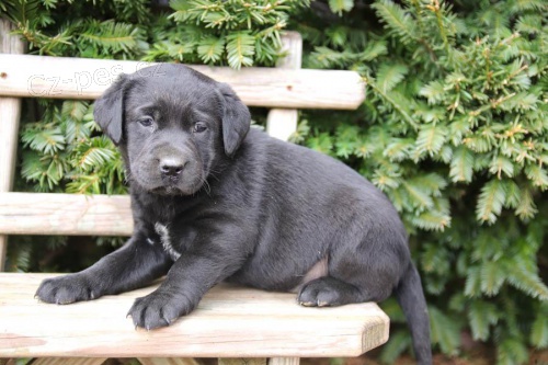 Štěňata labradorského retrívra pro adopci zdarma