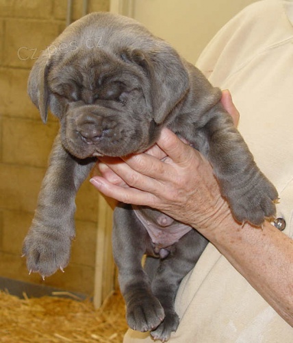 tata Neapolitan Mastiff Nyn mm pipraveno 1 dvku a 1 chlapce do svch novch domov. Maminku a otce lze povaovat za rodinnho mazlka. tata jsou doposud hnvov a oderven, jsou vycviena na pad