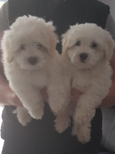 Roztomilá čistokrevná štěňátka reg coton de tulear