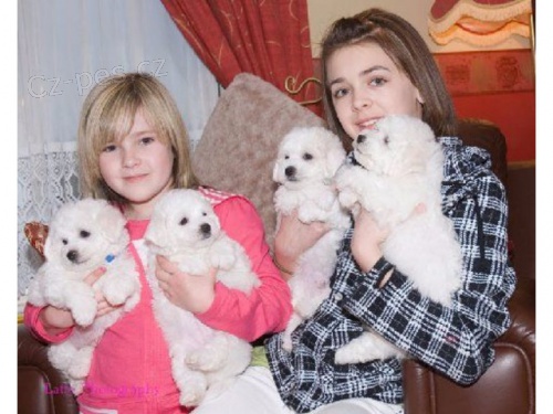 Štěňata Bichon Frize jsou k dispozici Jsou socializovaná a mají dobrý temperament se všemi. Vše, co potřebují, je domov, kde by byli milovaní a pečováni