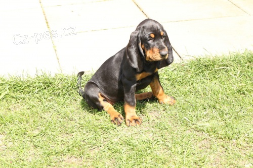 černá a hnědá štěňata Coonhound k dispozici