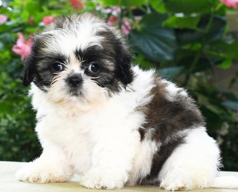 tata Shih Tzu. Jsou to drz postaviky. Velmi zdrav, robustn, velmi iv a ptelsk. Vynikajc osobnosti