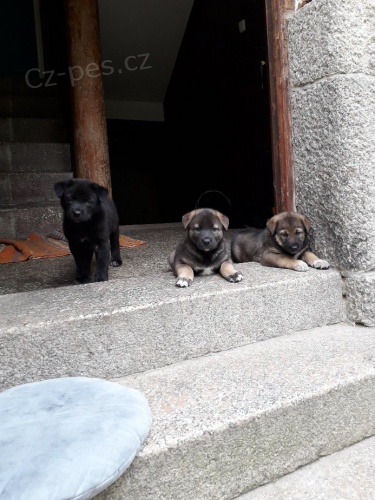 Daruji �t��ata