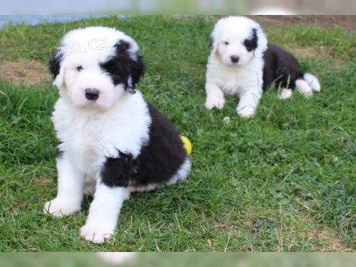 štěňátka bobtail připravena, omezená, takže kontaktujte nyní pro své