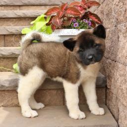 tři adoptovatelné akity pro adopci zdarma.1 muži a 2 ženy