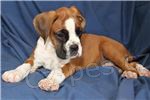 krsn adoptivn boxerky kraasy tata .male a fena k dispozici