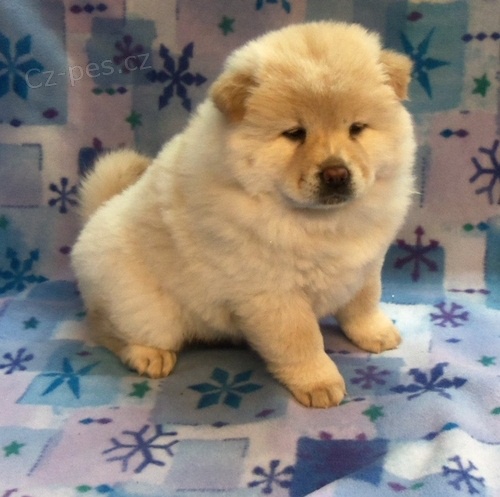 Milující Chow Chow