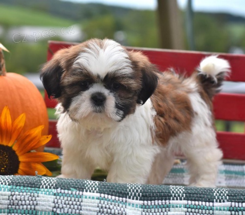 Kudrnaté vlasy Shih Tzu