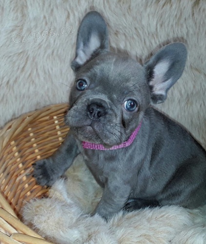 krásné samce a samice štěňat shihtzu k adopci