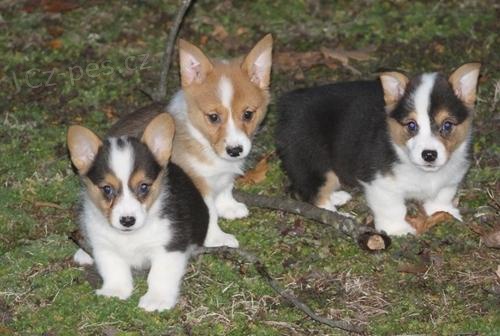 Štěňata Pembroke Welsh Corgi pro adopci, pro více informací a fotografií prosím kontaktujte
