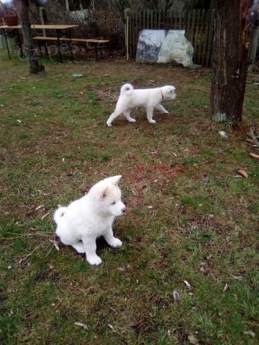bílá štěňata Akita jsou nyní připravena do nových domovů