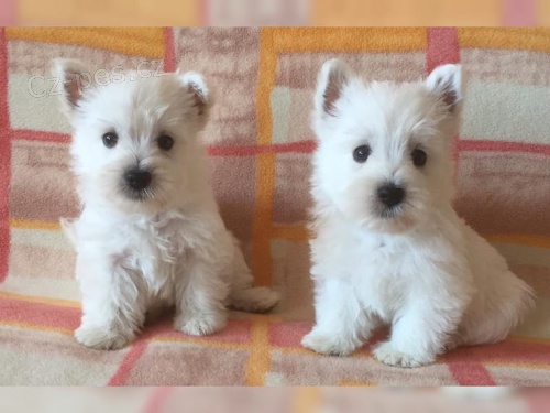 West Highland Terrier chlapec a dívka hledají nové domovy