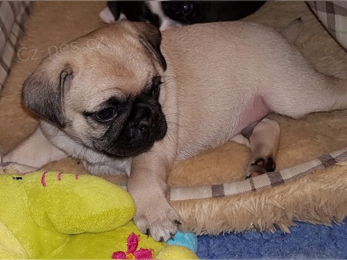 vynikající mops štěňata chlapec a dívka hledají nové domovy