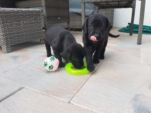 černá štěňátka labradora k dispozici k adopci, jsou velmi zdravá a hravá.