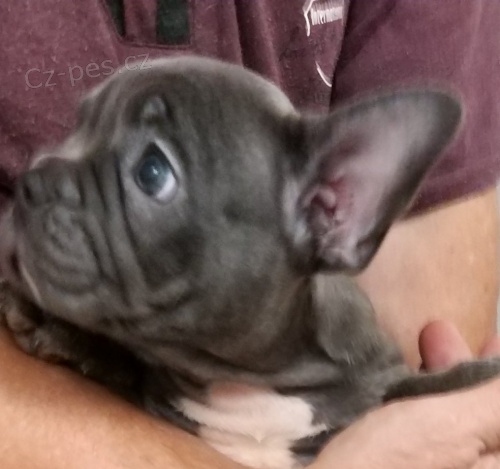 Francouzsk� buldo�ek