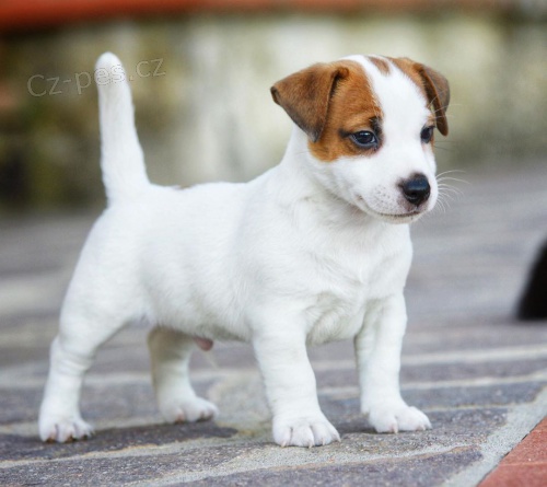 krsn samec a samice jack russell tata k adopci