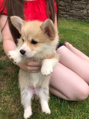 Rozkošný velšský Corgi