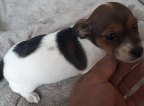 K dispozici Miniaturní štěňata Jack Russell