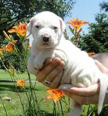adoptivní štěňátka přátelská a hravá adoptivní štěňátka přátelská a hravá argentinská doga