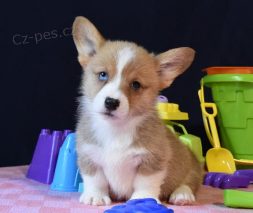 krsn istokrevn tata Pembroke corgi Pes a fena K dispozici hledme nov domov s mikroipem a rodokmenem jsou 3 msce star s rodii tak za drek ... E-mail ::::: brandonmba10@gmail.com