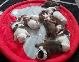 13 weeks english bulldog puppies available for adoption.both male and female available.they are beautiful and playful and always play with  other pets like cats and rabbits