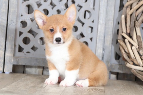 Štěňata Pembroke Welsh Corgi, připravená na nové domovy