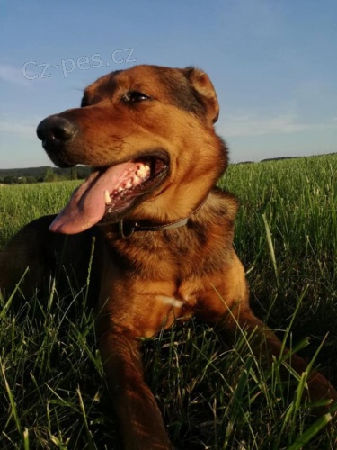 Skv�l� hl�da�