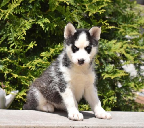 Čistokrevné plemenné štěňata sibiřského husky