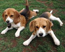 americký foxhound štěňata adopce zdarma