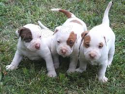 americký pit bull teriér štěňata zdarma adopce