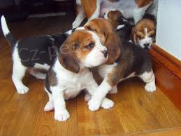 štěňata beagle hledající domácí adopci zdarma