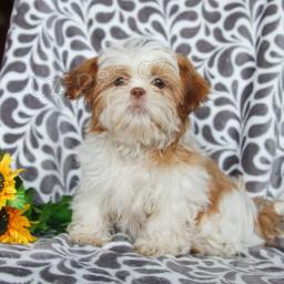 roztomilá štěňátka Shihtzu k adopci