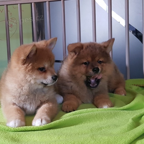 čistokrevná štěňata akita inu připravená k adopci,