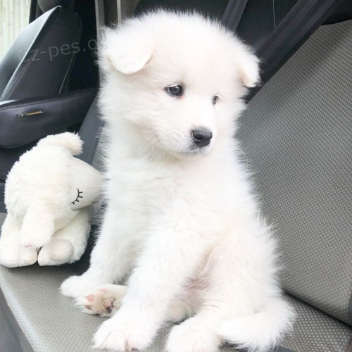 samci a feny Samoyed štěňata~~
