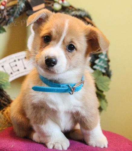 sladký velšský Corgi (Pembroke)