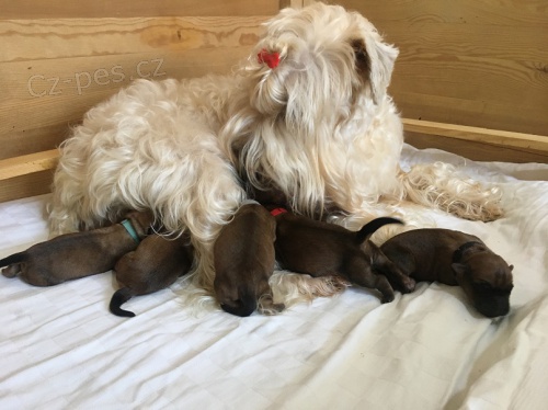 irish soft coated wheaten terrier