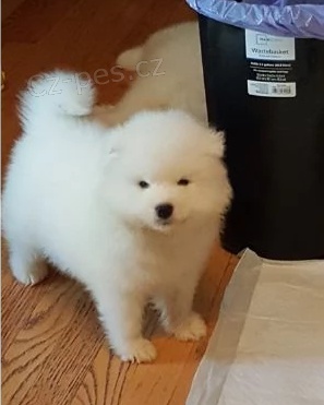 Samojed štěňata