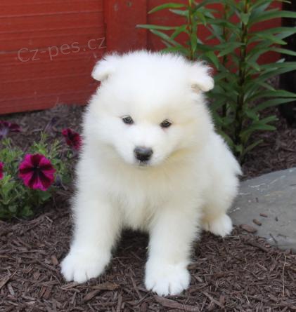 Samojed tata mmfd