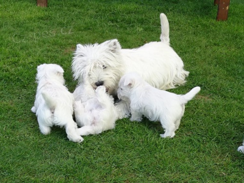 West Highland Terrier mini tata ochotn mt nov domovy