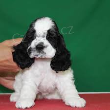 roztomilá štěňata shih-tzu k adopci