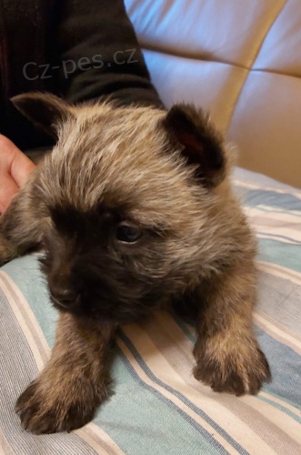 Cairn Terrier k pijet nyn