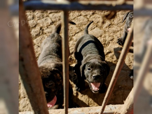 K dispozici jsou 2 tata Dogo de Canario