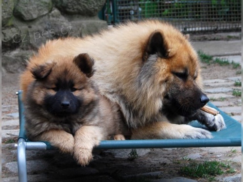 ptelsk ttka Eurasier pro nov domovy