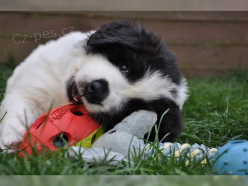 Štěňata Landseer velmi zdravá